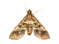 Duponchelia fovealis